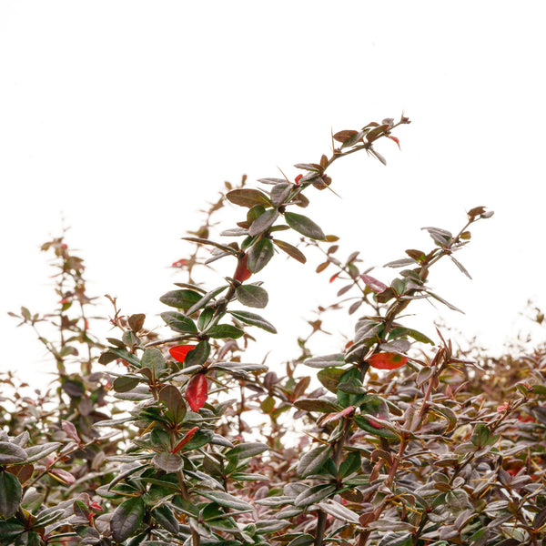 William Penn Barberry - Barberry - Shrubs