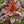 Load image into Gallery viewer, William Penn Barberry - Barberry - Shrubs