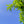 Load image into Gallery viewer, Willow Oak - Oak - Shade Trees