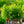 Load image into Gallery viewer, Willow Oak - Oak - Shade Trees