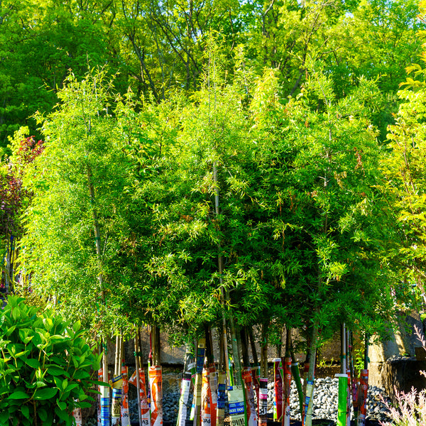 Willow Oak - Oak - Shade Trees