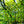 Load image into Gallery viewer, Willow Oak - Oak - Shade Trees