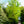 Load image into Gallery viewer, Willow Oak - Oak - Shade Trees