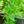 Load image into Gallery viewer, Willow Oak - Oak - Shade Trees