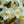 Load image into Gallery viewer, Wine & Spirits Weigela - Weigela - Shrubs