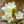 Load image into Gallery viewer, Wine & Spirits Weigela - Weigela - Shrubs