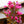 Load image into Gallery viewer, Wine and Roses Weigela - Weigela - Shrubs