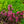 Load image into Gallery viewer, Wine and Roses Weigela - Weigela - Shrubs