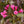 Load image into Gallery viewer, Wine and Roses Weigela - Weigela - Shrubs