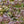 Load image into Gallery viewer, Wine and Roses Weigela