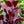 Load image into Gallery viewer, Winecraft Black Smokebush