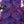 Load image into Gallery viewer, Winecraft Black Smokebush