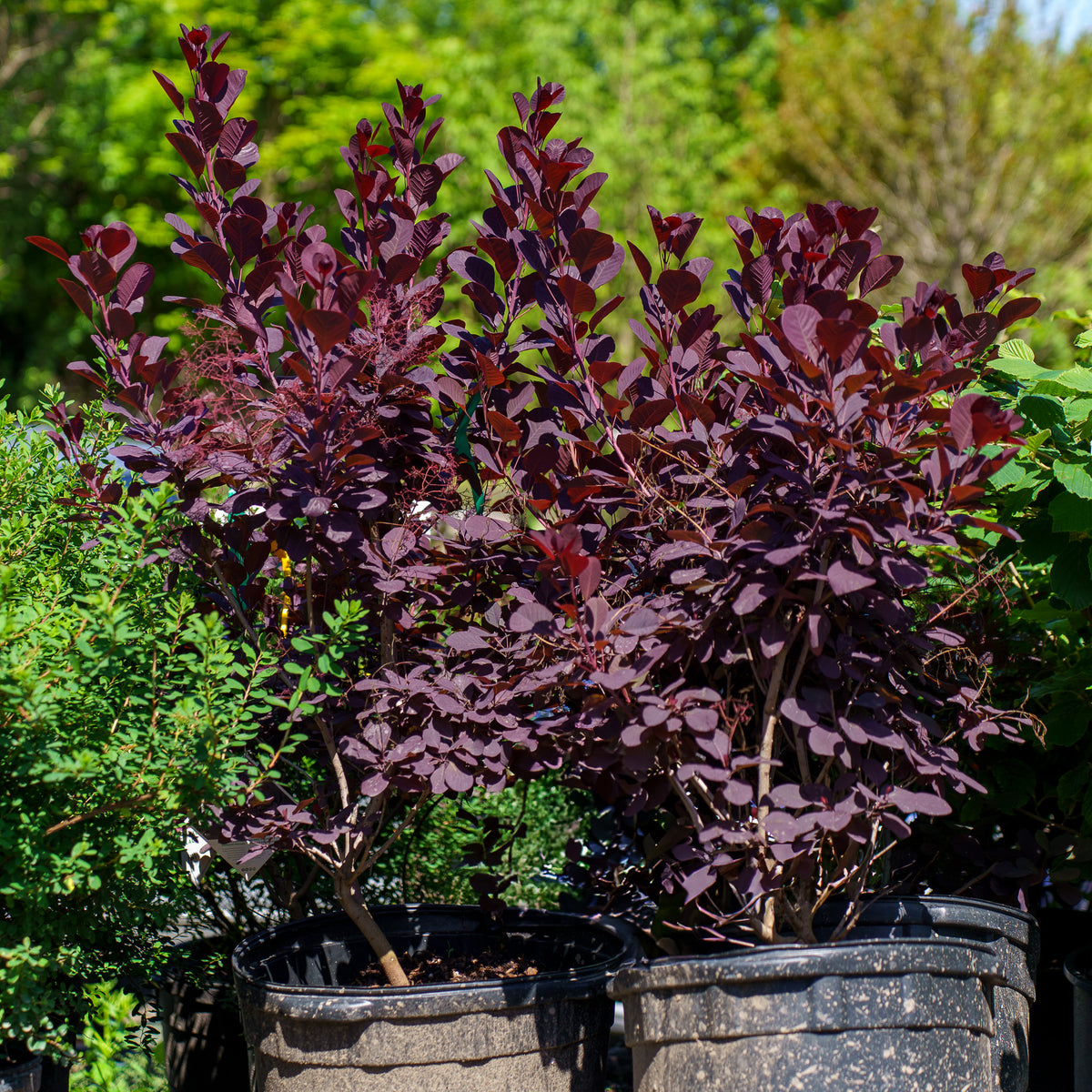 Winecraft Black Smokebush – Plant Detectives