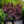 Load image into Gallery viewer, Winecraft Black Smokebush