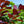 Load image into Gallery viewer, Winecraft Black Smokebush