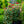 Load image into Gallery viewer, Winner's Circle Climbing Rose