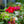 Load image into Gallery viewer, Winner's Circle Climbing Rose