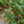 Load image into Gallery viewer, Winner's Circle Climbing Rose