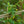 Load image into Gallery viewer, Winner's Circle Climbing Rose