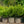 Load image into Gallery viewer, Winter Gem Boxwood