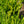 Load image into Gallery viewer, Winter Gem Boxwood