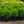 Load image into Gallery viewer, Winter Gem Boxwood