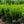 Load image into Gallery viewer, Winter Gem Boxwood