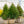 Load image into Gallery viewer, Winter Green Japanese Umbrella Pine - Other Conifers - Conifers