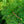 Load image into Gallery viewer, Wintergreen Japanese Umbrella Pine