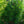 Load image into Gallery viewer, Wintergreen Japanese Umbrella Pine