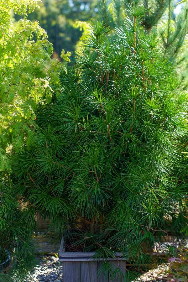 Wintergreen Japanese Umbrella Pine