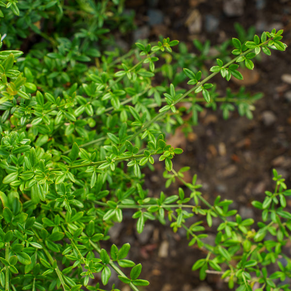 Winter Jasmine