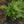 Load image into Gallery viewer, Winter Jasmine