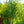 Load image into Gallery viewer, Winter King Green Hawthorn - Other Flowering Trees - Flowering Trees