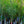 Load image into Gallery viewer, Winter King Green Hawthorn - Other Flowering Trees - Flowering Trees