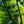 Load image into Gallery viewer, Winter King Green Hawthorn - Other Flowering Trees - Flowering Trees