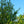Load image into Gallery viewer, Winter King Green Hawthorn - Other Flowering Trees - Flowering Trees