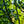 Load image into Gallery viewer, Winter King Green Hawthorn - Other Flowering Trees - Flowering Trees