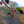 Load image into Gallery viewer, Winter King Hawthorn