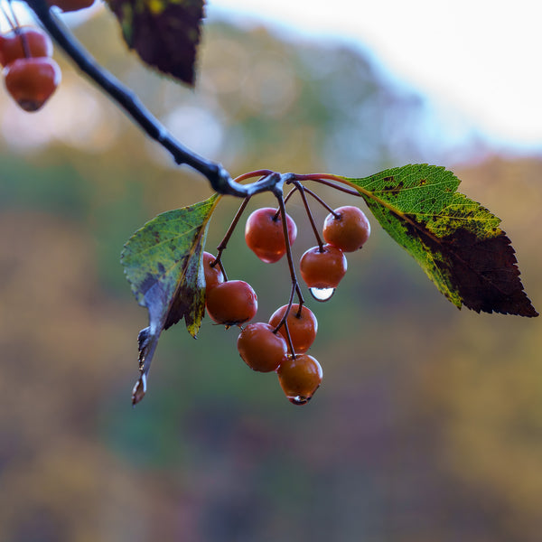 Winter King Hawthorn
