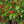 Load image into Gallery viewer, Winter Red Winterberry Holly