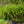 Load image into Gallery viewer, Winterthur Viburnum