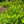 Load image into Gallery viewer, Winterthur Viburnum