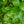 Load image into Gallery viewer, Winterthur Viburnum