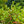 Load image into Gallery viewer, Winterthur Viburnum