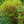 Load image into Gallery viewer, Winterthur Viburnum