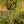 Load image into Gallery viewer, Maidenhair Vine