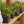 Load image into Gallery viewer, Maidenhair Vine