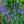 Load image into Gallery viewer, Wizard of Ahhs Veronica