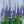Load image into Gallery viewer, Wizard of Ahhs Veronica